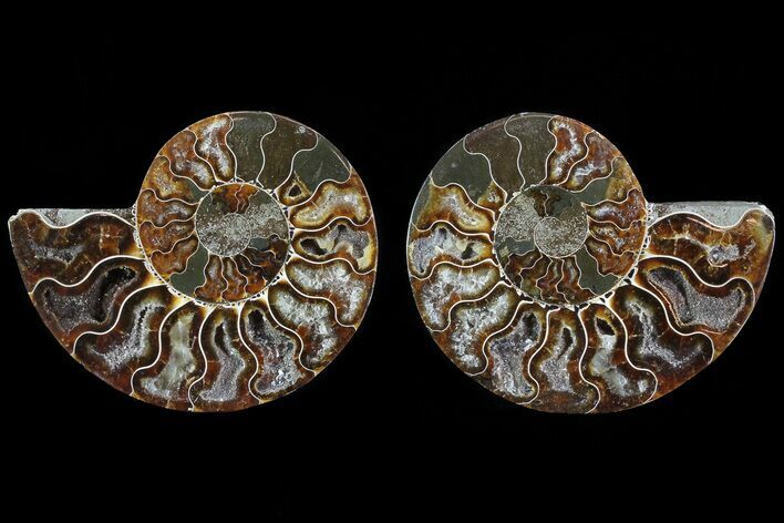 Cut & Polished Ammonite Fossil - Agatized #78386